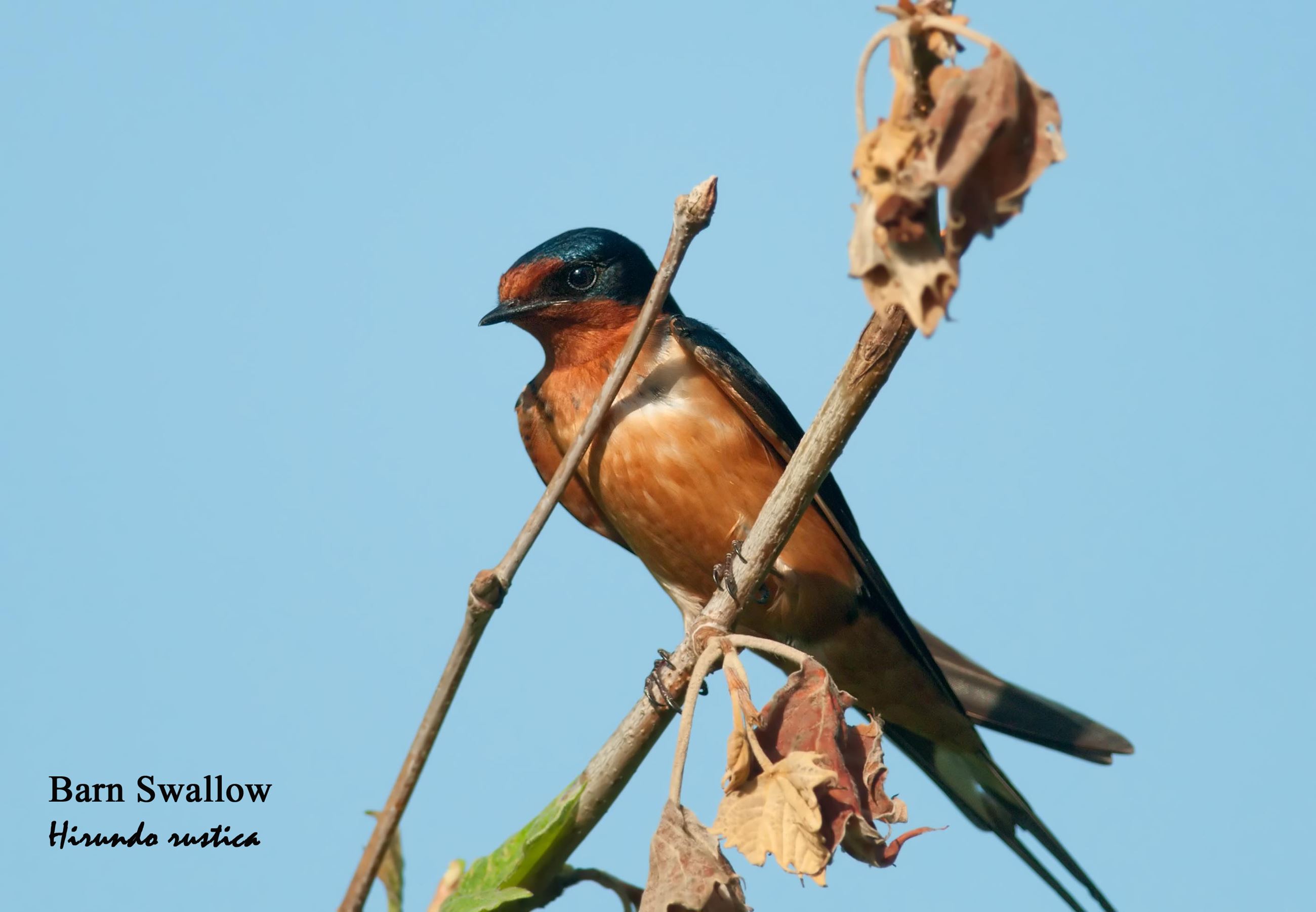 Barn Swallow